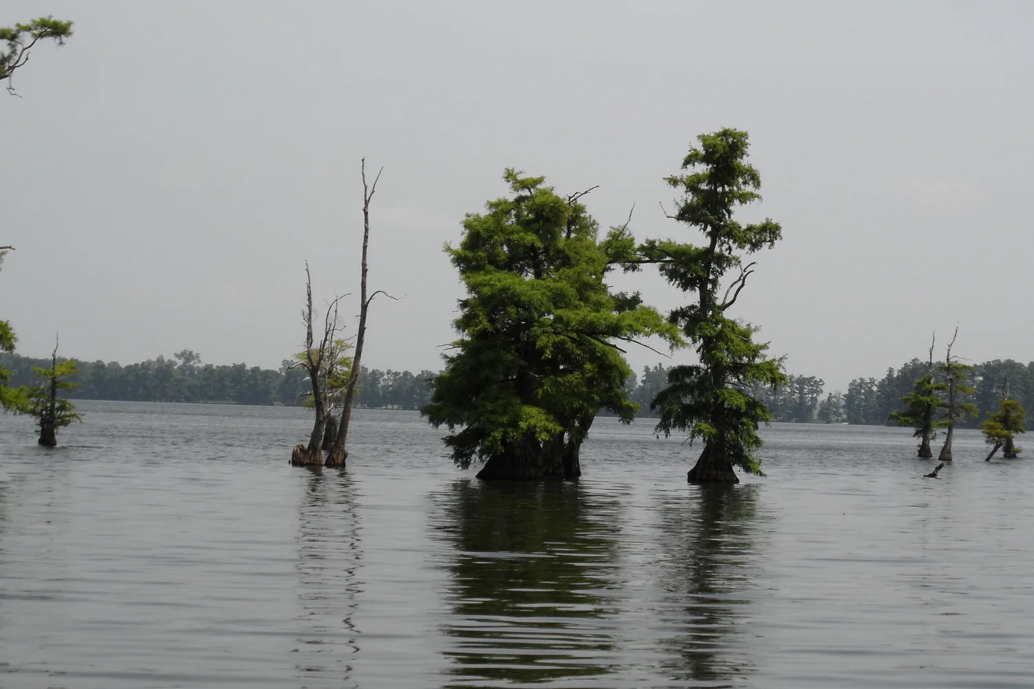 Cypress trees rise from calm water at Reelfoot Lake.