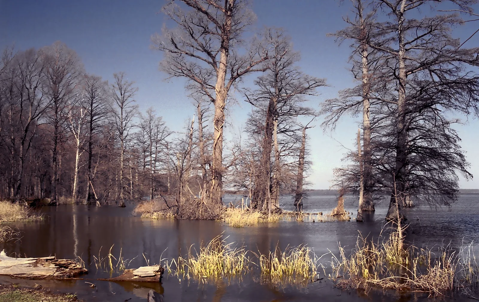 Cypress trees rise from still water at Reelfoot Lake.